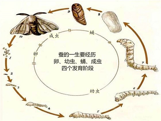 蚕的不同发育阶段