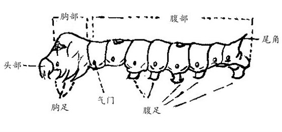 蚕的外形