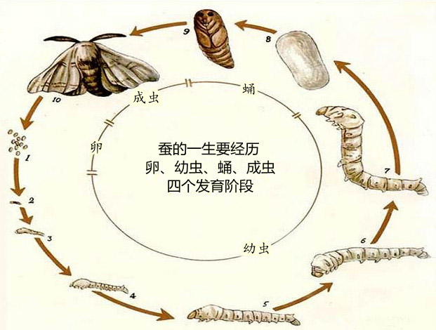 蚕的不同发育阶段