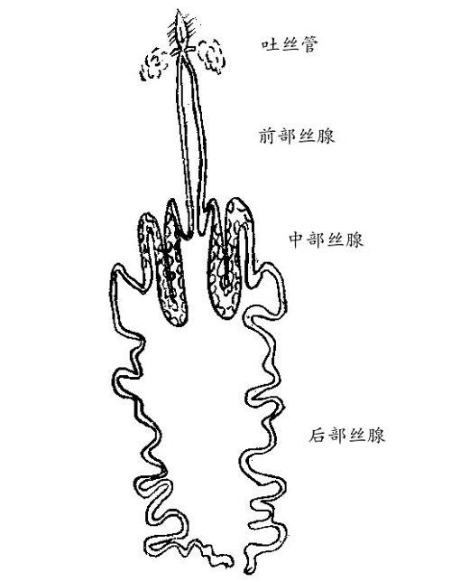 蚕的丝腺