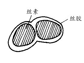 蚕丝的横截面