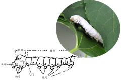 认识蚕丝——蚕丝的由来